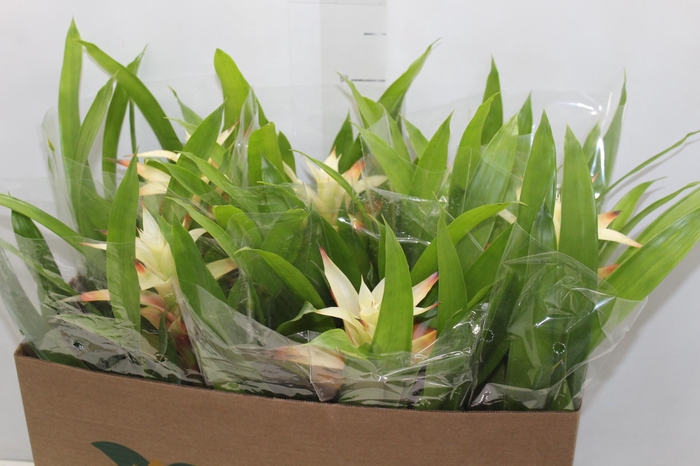 <h4>GUZM. CHAMPAGNE P14</h4>