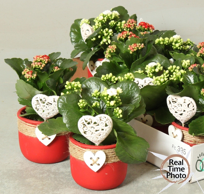 <h4>ARR KAMERPL</h4>