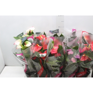 ANTHURIUM VARIADO P12