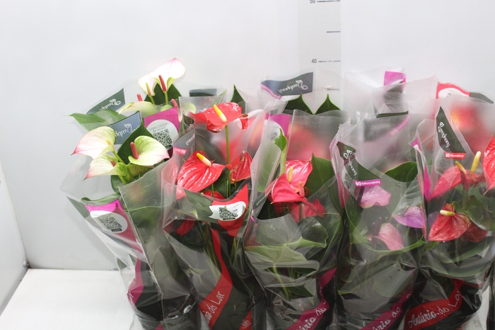<h4>ANTHURIUM VARIADO P12</h4>