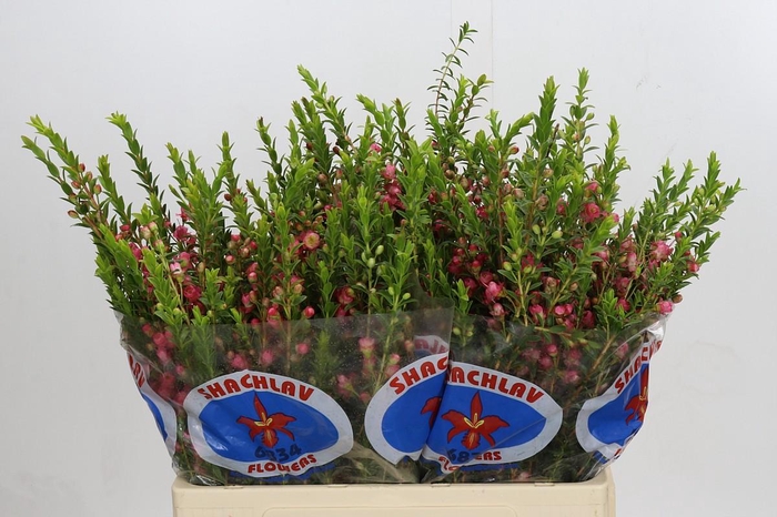 <h4>CHAMECORDIA REY</h4>