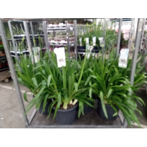 Agapanthus  'Big White'