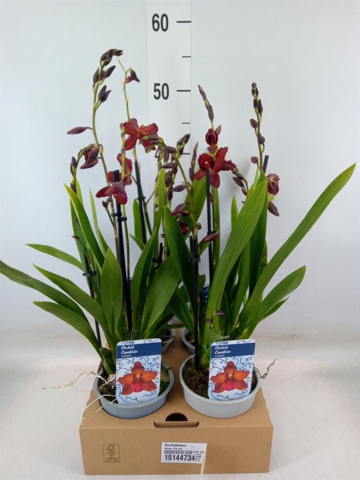 <h4>Orchideeen   ...</h4>