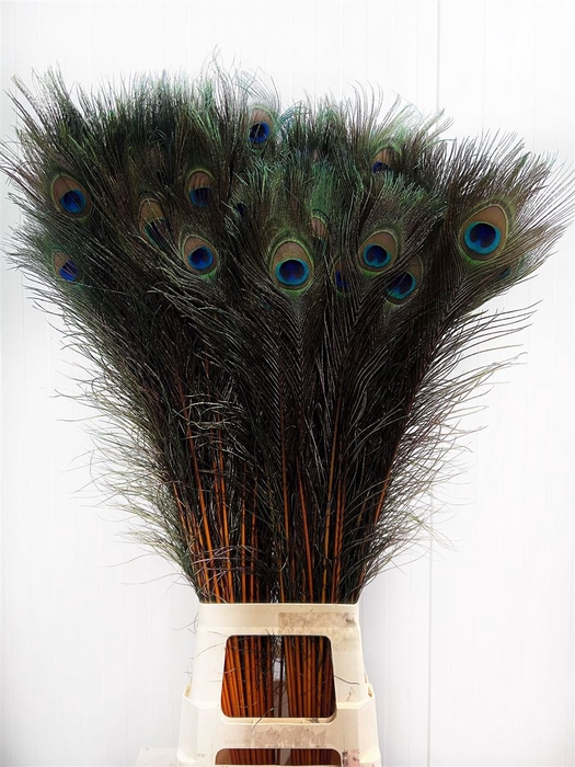 <h4>Deco Feather Peacock Orange X50</h4>