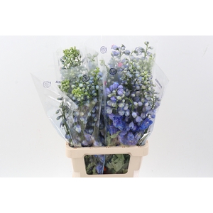 Delph Du Guard Blue