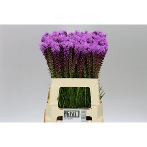 Liatris Spicata