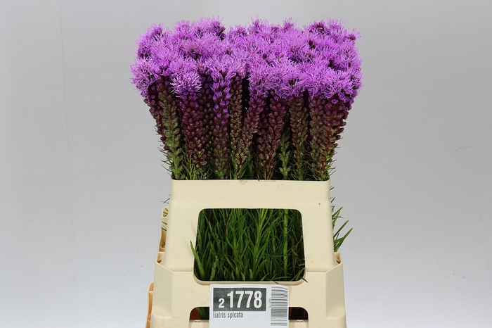 <h4>Liatris Spicata</h4>