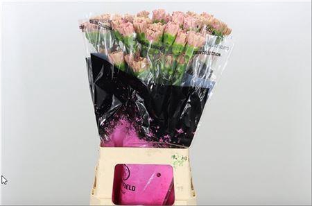 <h4>Di St Babylon</h4>