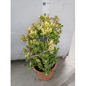 Crassula ovata 'Sunset'