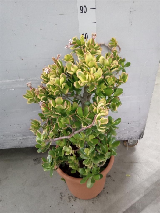 <h4>Crassula ovata 'Sunset'</h4>