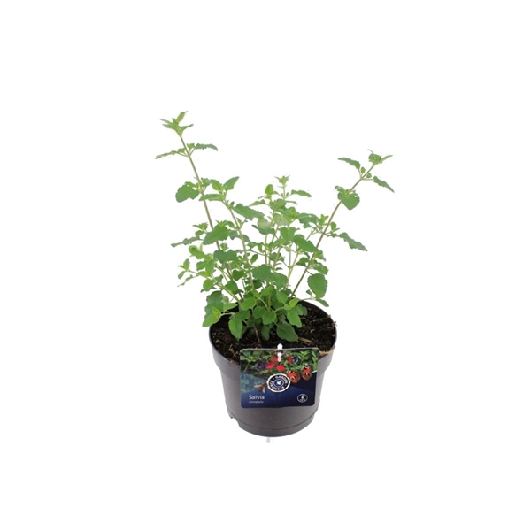 <h4>Salvia microphylla Hotlips</h4>