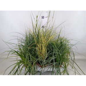 Carex   ...mix