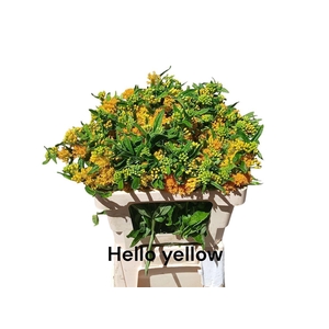 Ascl T Hello Yellow
