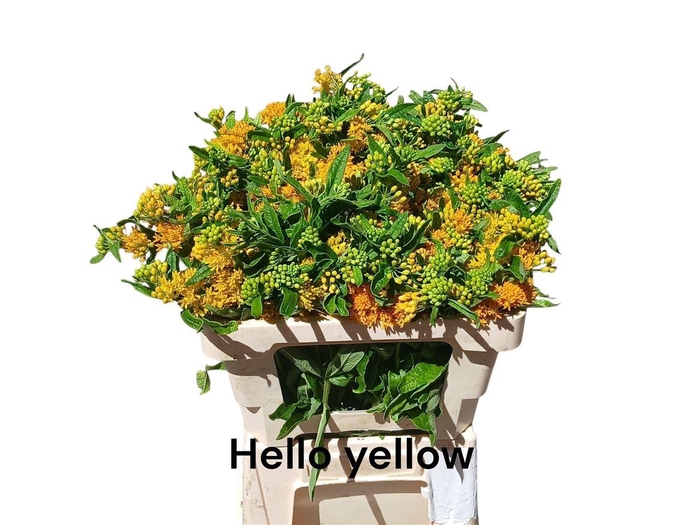 <h4>Ascl T Hello Yellow</h4>