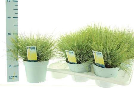 <h4>Festuca Gl Amigold</h4>