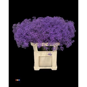 Gyps Million Star Lila