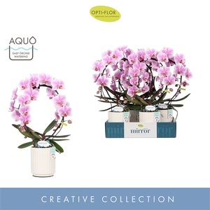Mirror Miracle Jasmine 2 spike in Molise White Aquo