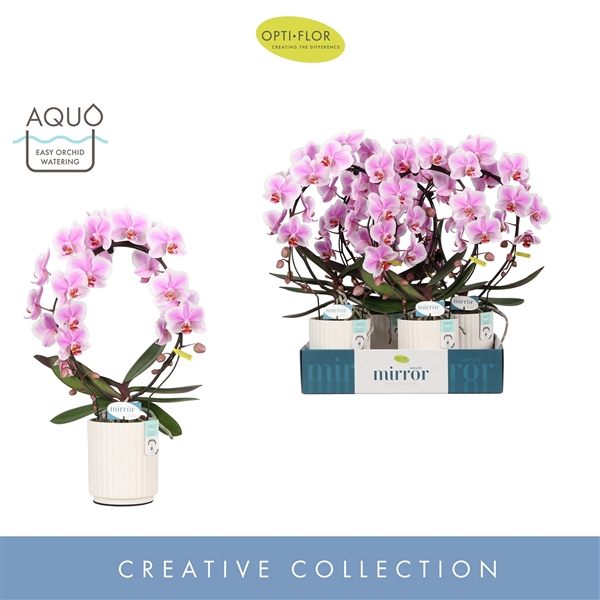 <h4>Mirror Miracle Jasmine 2 spike in Molise White Aquo</h4>