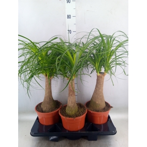 Beaucarnea recurvata