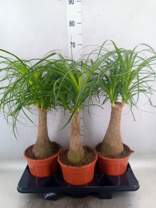 <h4>Beaucarnea recurvata</h4>