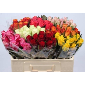 Rosa large mix in bucket