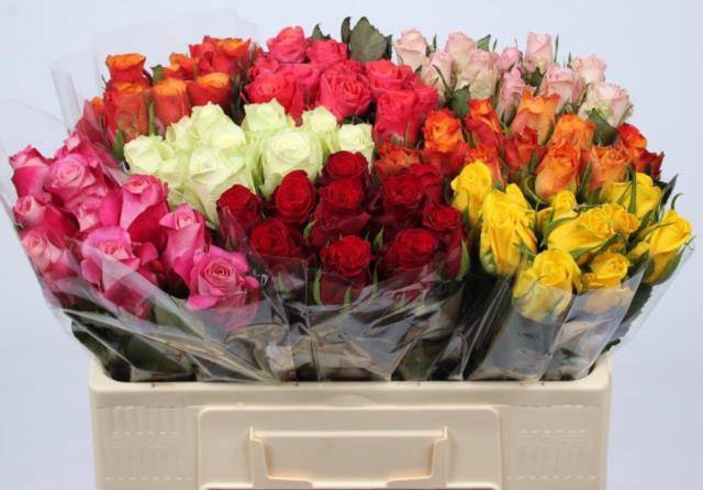 <h4>Rosa large mix in bucket</h4>