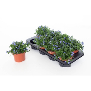 Lobelia Laguna Dark Blue 13