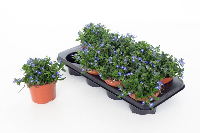 <h4>Lobelia Laguna Dark Blue 13</h4>