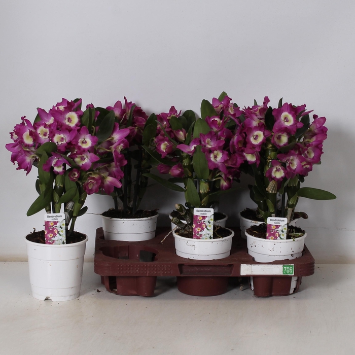 <h4>DEND NOBILE</h4>