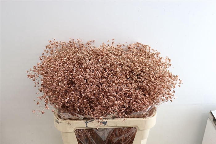 <h4>Gyps Pa Xlence Copper Metal + Glitter</h4>