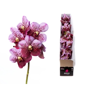 Vanda  'Divana Pink and Mahogany'