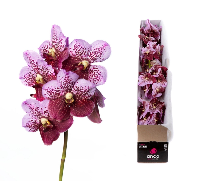 <h4>Vanda  'Divana Pink and Mahogany'</h4>