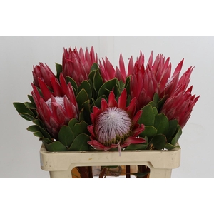 Protea Cynaroides Madiba