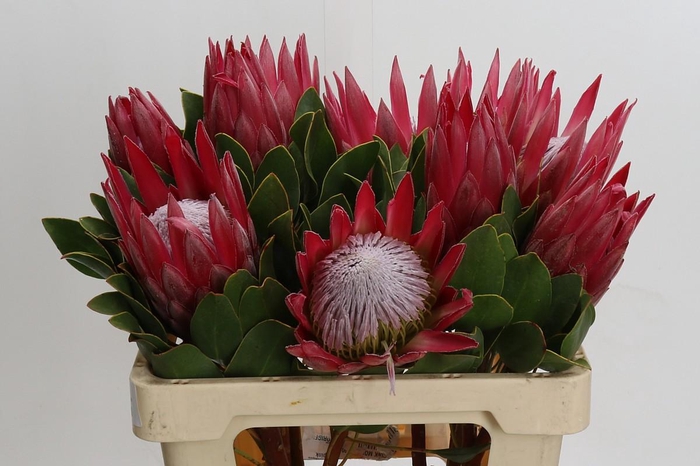 <h4>Protea Cynaroides Madiba</h4>