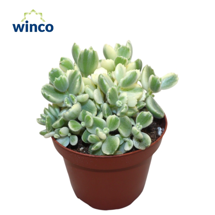 <h4>Cotyledon Ladysmithiensis Variegata</h4>
