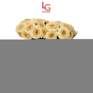 Germini Pomponi Dotti Ivani Water