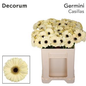 Germini Casillas Water/Hoes x80