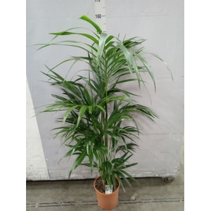 Howea forsteriana