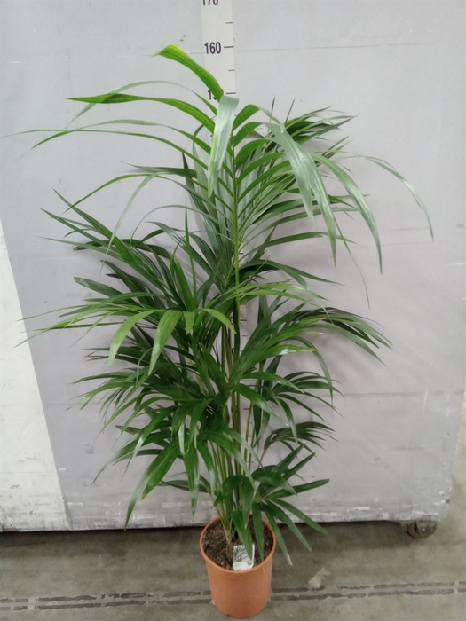 <h4>Howea forsteriana</h4>