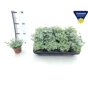 SEDUM SIEBOLDII