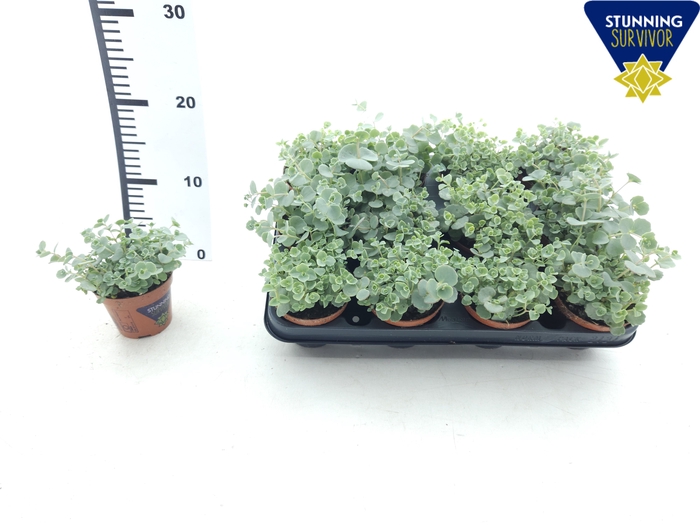 <h4>SEDUM SIEBOLDII</h4>