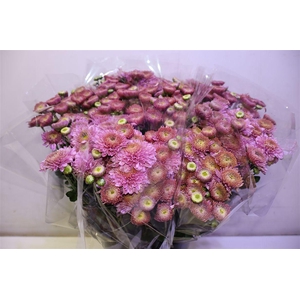 Chr T Blenda Purper X5