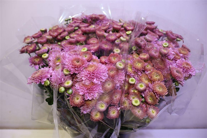 <h4>Chr T Blenda Purper X5</h4>