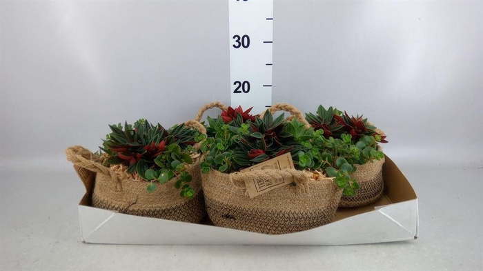 <h4>Arr.   Kamerplant Groen L%</h4>