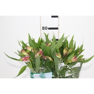 ALSTROEMERIA PAMELA 080 CM
