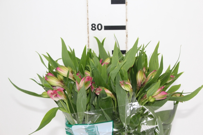 ALSTROEMERIA PAMELA 080 CM