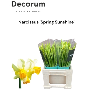 Narcis Spring Sunshine Big Box 300