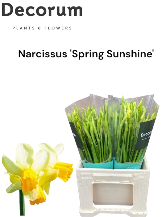 <h4>Narcis Spring Sunshine Big Box 300</h4>