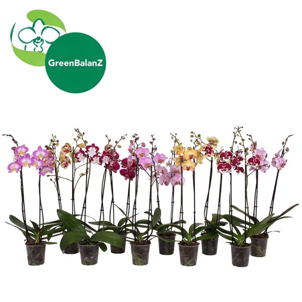 <h4>BalanZ - Phalaenopsis Mix 2t 14+/65</h4>
