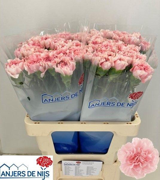 <h4>DI ST NOOSA+</h4>